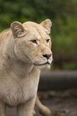 Fototapeta na wymiar Witte leeuwin let op.