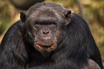 Foto op Canvas Chimpansee met grappig gezicht. © photoPepp