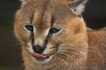 Fototapeta premium Caracal likt neus