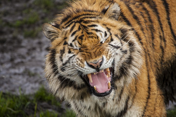 Tijger gromt met ogen dicht.