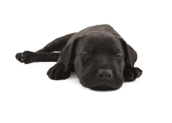 Sleeping Black Lab Cross Puppy