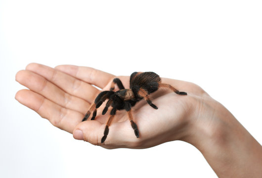big spider on  hand