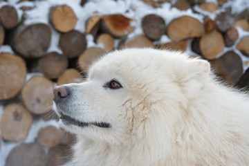 Portrait of Samoyed dog