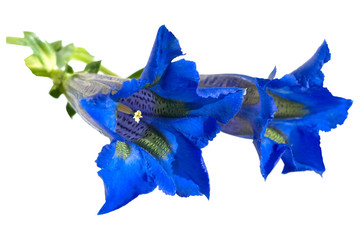 Enzian; Gentiana; acaulis; Stengelloser;