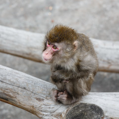 Sad Japanese macaque