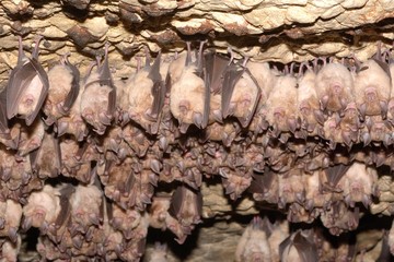 Group of Greater horseshoe bat (Rhinolophus ferrumequinum) © remus20