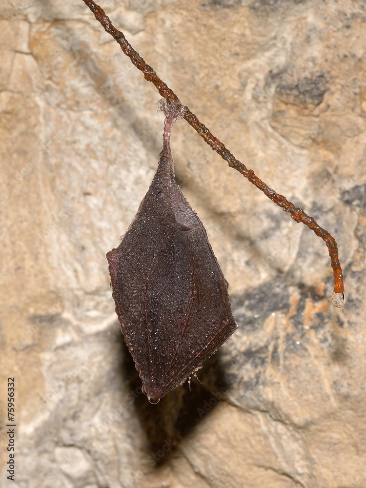 Wall mural Lesser Horseshoe Bat (Rhinolophus hipposideros)