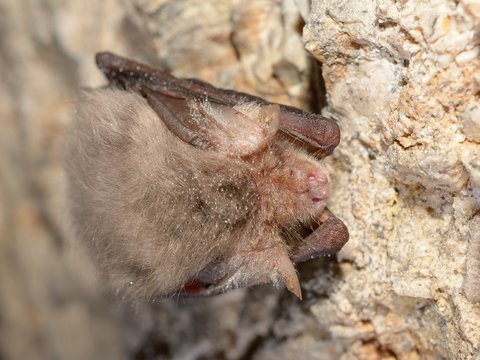 Eastern pipistrelle bat (Pipistrellus subflavus)