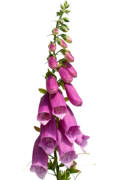 Fingerhut; Digitalis Purpurea;