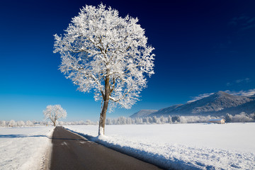 Winter landscape at a sunny day, Allgäu, Germany - obrazy, fototapety, plakaty