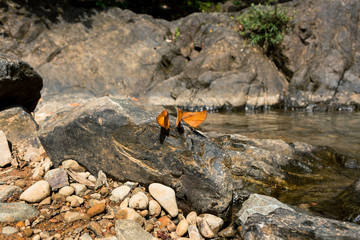 Butterflies holding on the rock with waterfall background.