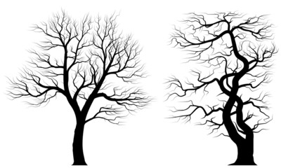 Silhouettes of old huge trees.