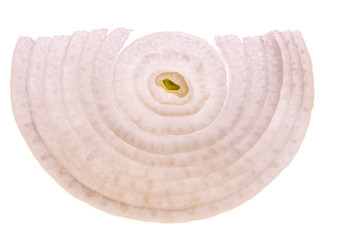 backlit white onion slice