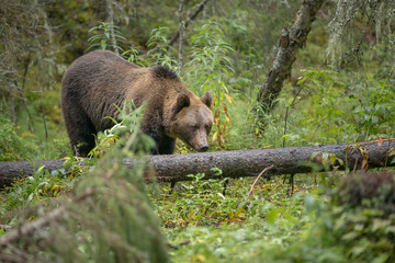 Fototapeta na wymiar Forest brown bear, Finland