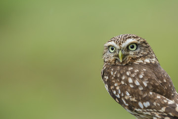 Little owl on isolated background