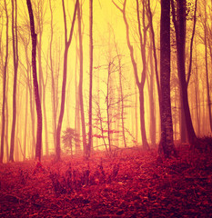 Red colored mystic forest
