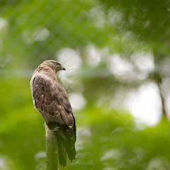 Majestic hawk perching on a dead tree against lush green backgro
