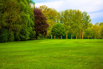 green field.  Beautiful Landscape. grass and forest