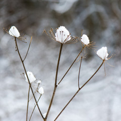 winter tree branches in abstract texture