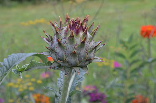 Mariendistel