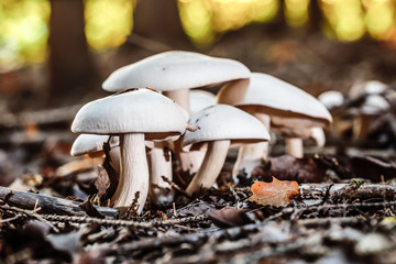 wild forrest mushroom