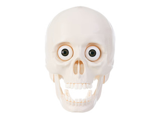 Plactic human skull with open mouth