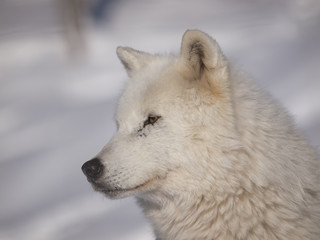 Arctic wolf head in snow