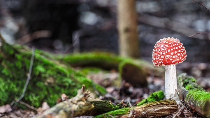 wild forrest mushroom
