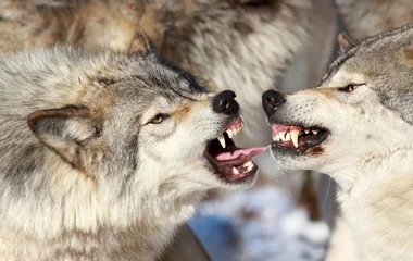 Foto auf Acrylglas Wolf Schlacht