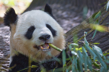Fototapeta premium Happy Panda