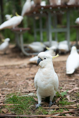 Portrait of cockatoo parrot