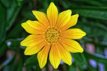 Yellow blossom