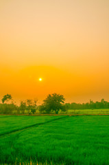 Obraz premium Sunset view over paddy field