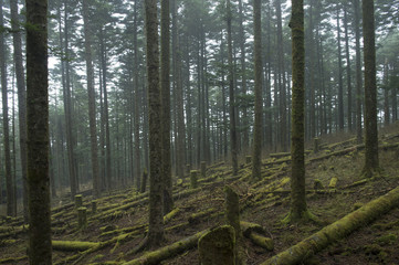 Forest of Japan