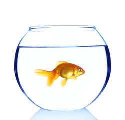 Goldfish in aquarium isolated on white