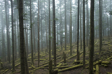 Thinning of forest