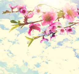 Beautiful pink peach blossom on cloudy sky background