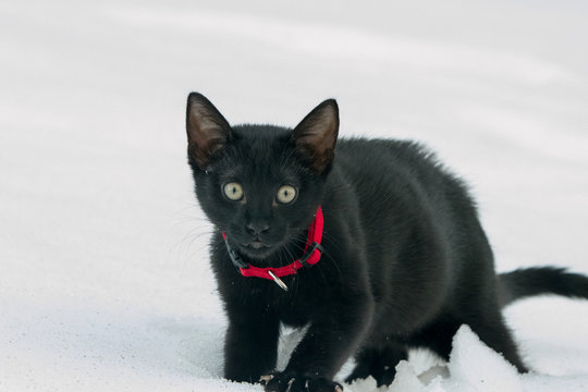 Black cat in white snow