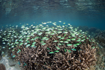 Fototapeta na wymiar Damselfish Schooling Over Reef