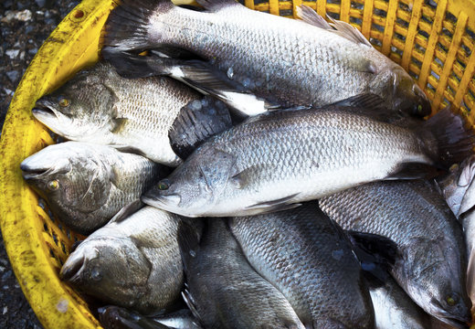 Snapper sold in seafood markets