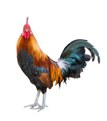 Naklejka premium rooster isolated