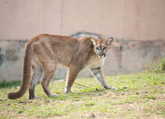 puma