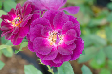 violet rose blooming in garden