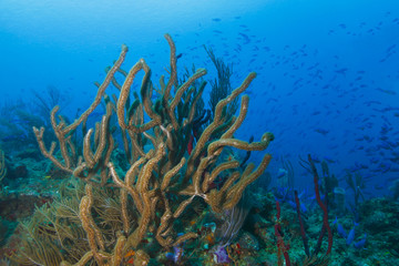 Fototapeta na wymiar School of Fish Over a Tropical Coral Reef