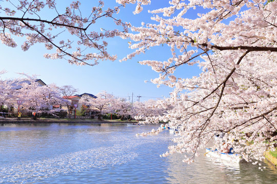 弘前城の桜