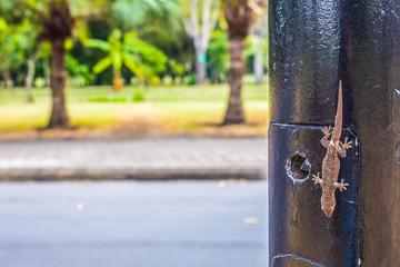 Lizard perched on a pole