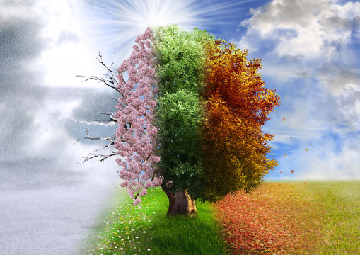 Fototapeta Four season tree, photo manipulation, magical, nature