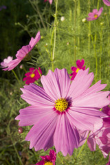 field of pink cosmos flower