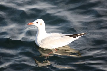 Möwe im Lago Maggiore - Italien