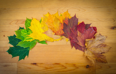 Life circle of a leaf, autumn colors, nature